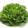 salanova_lattuga_cappuccio_multifoglie_verde.jpg