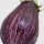 melanzana_striata.jpg